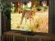 TV OLED là gì? Giải thích về công nghệ hiển thị cao cấp